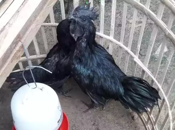 Ayam Cemani
