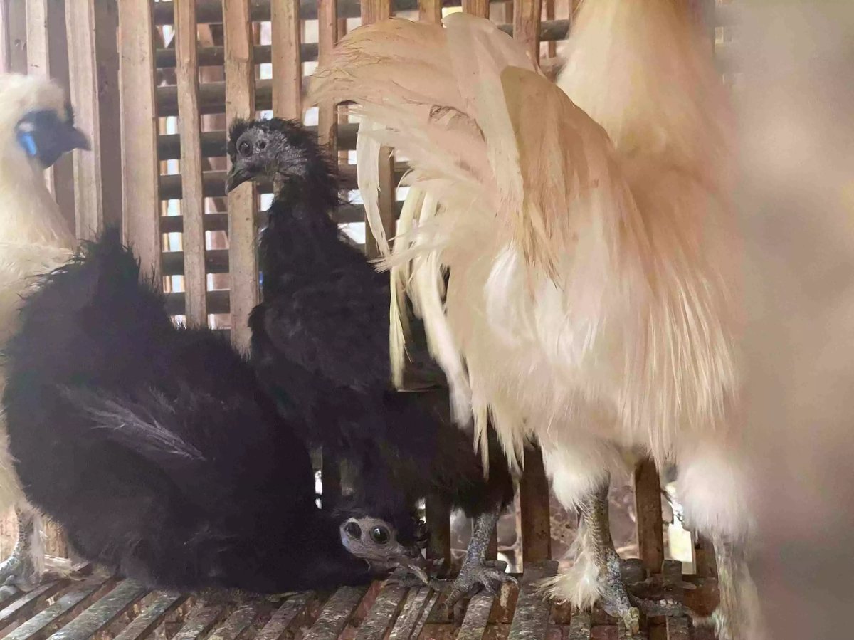 Ayam Kapas Hitam & Coklat