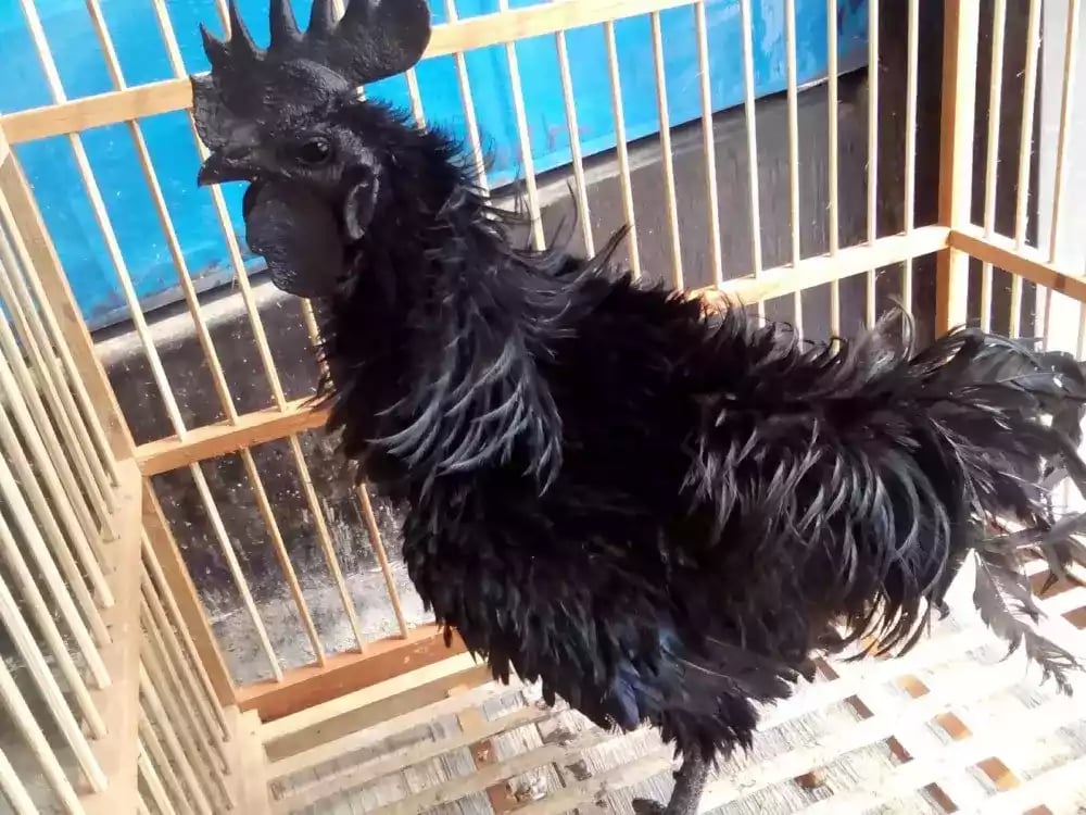 Ayam Cemani Walik