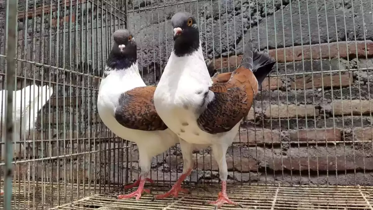 Burung Merpati Modena Batik