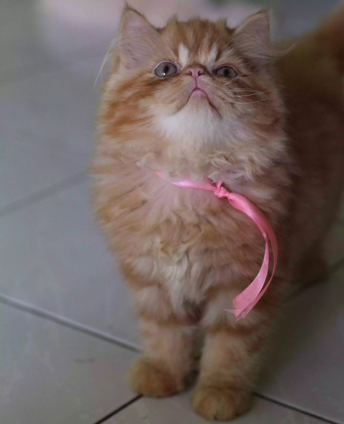 Kucing Persia Peaknose