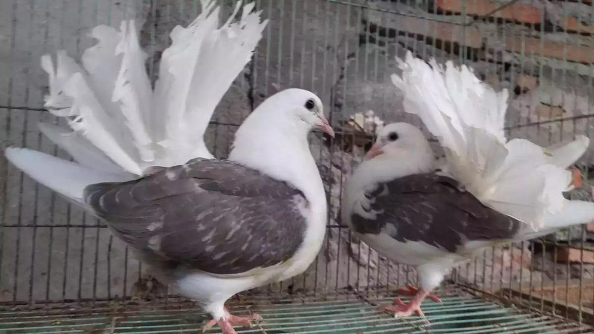 Burung Merpati American Fantail