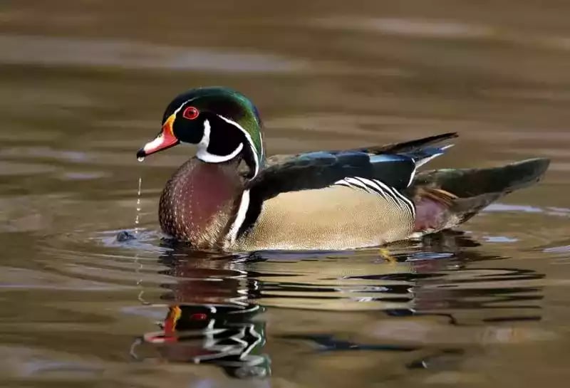 Bebek Caroline (Wood / Kayu)