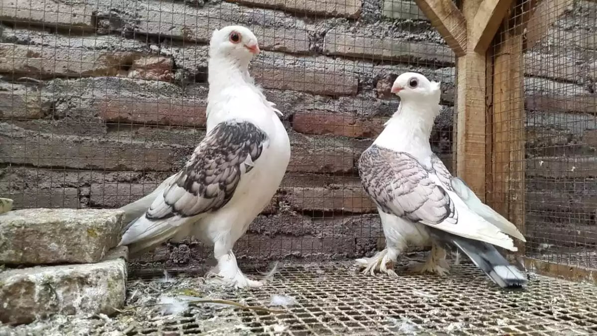 Burung Merpati Sattinet