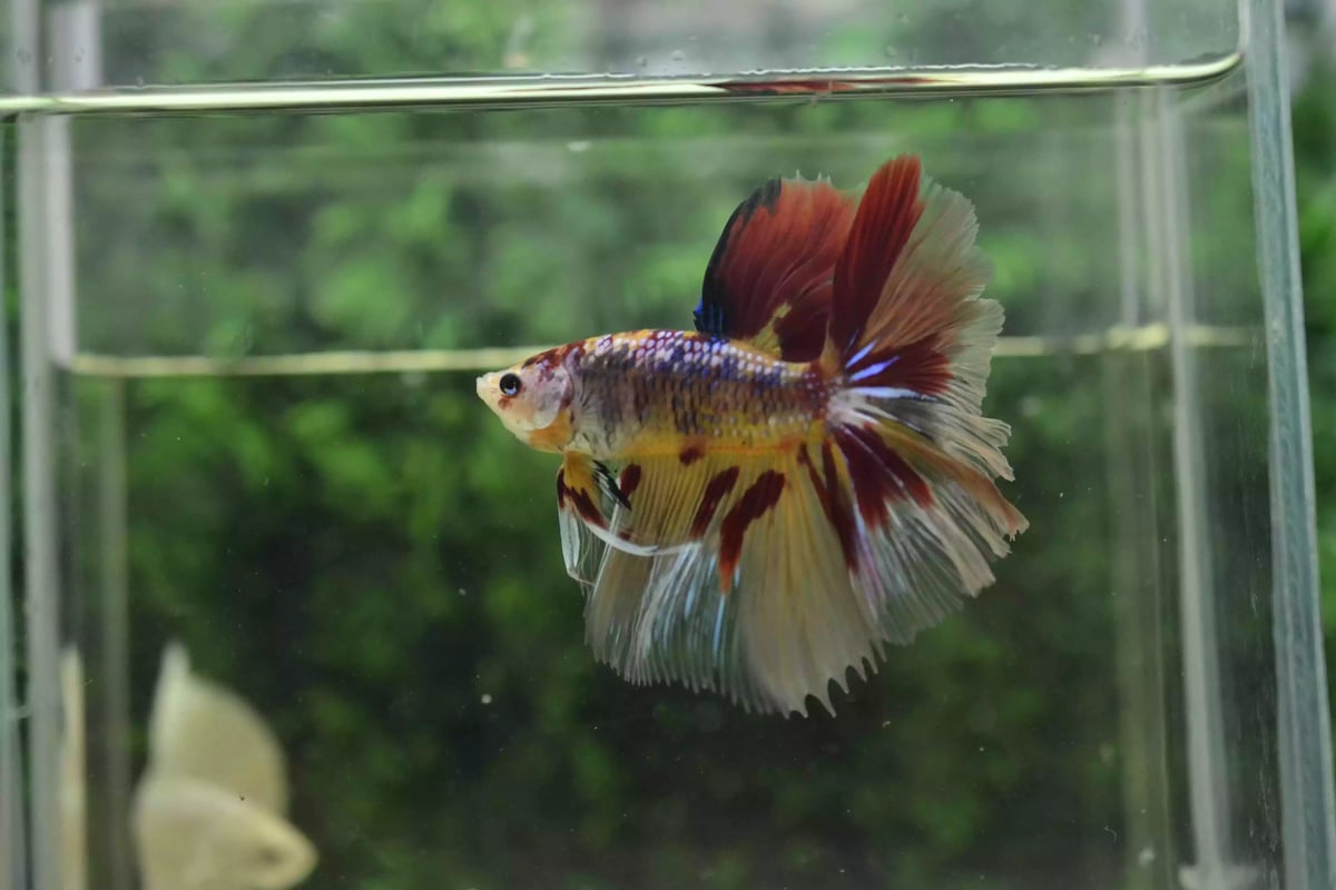 Ikan Cupang Halfmoon Red Multicolor
