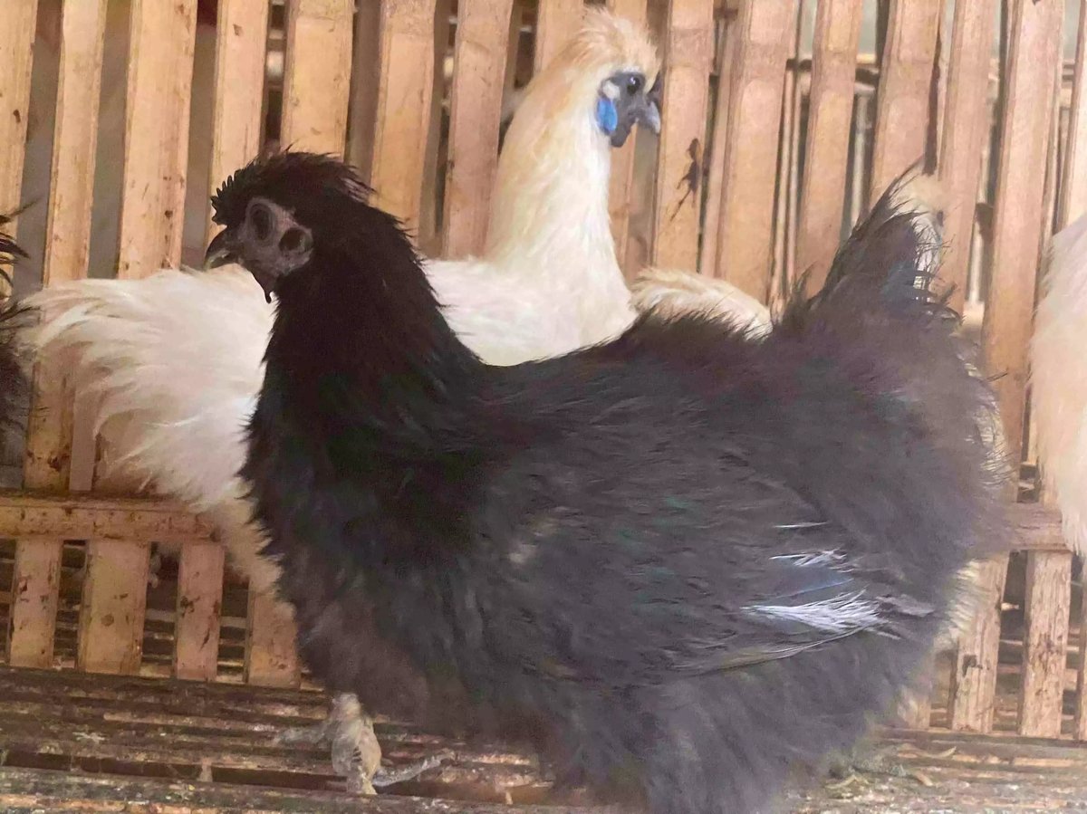 Ayam Kapas Hitam & Coklat