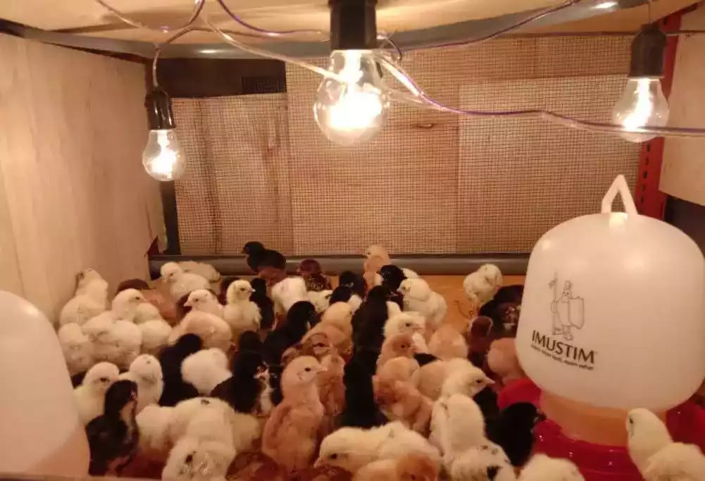 DOC Ayam Kampung Super