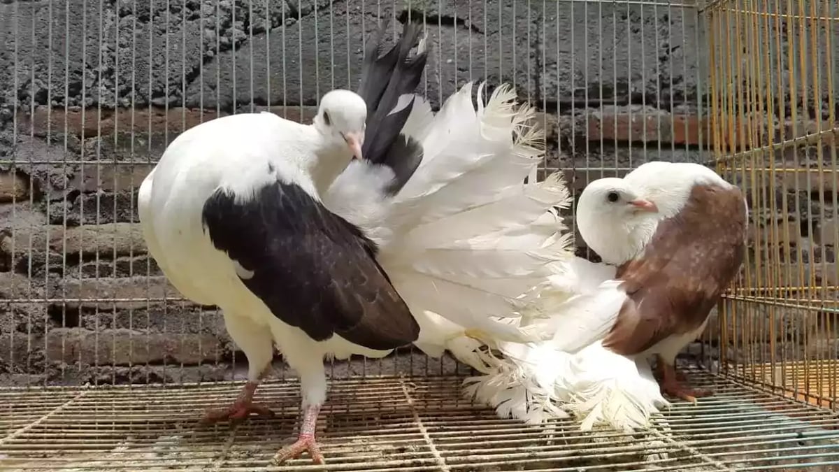 Burung Merpati American Fantail