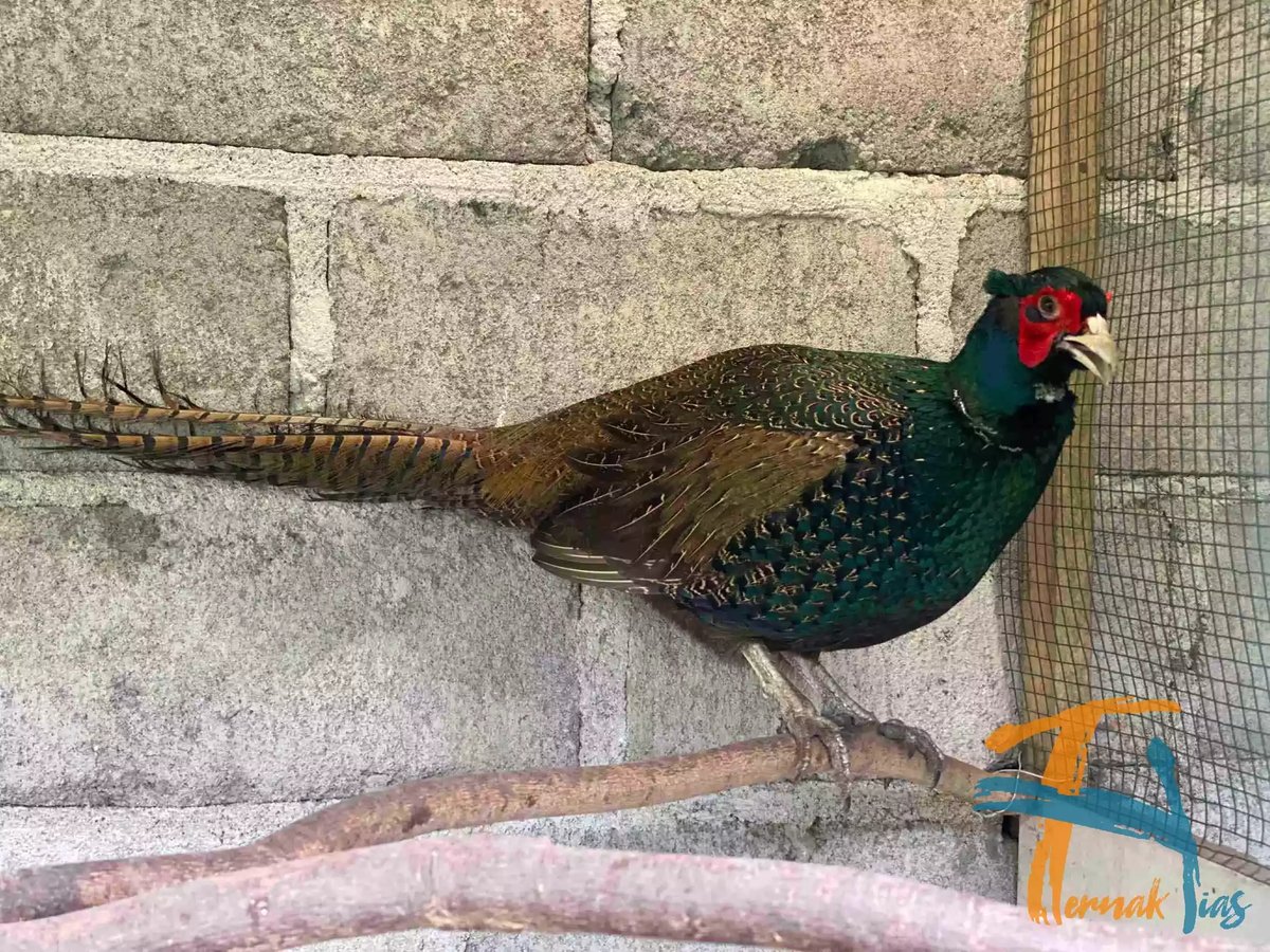 Ringneck Pheasant Hijau