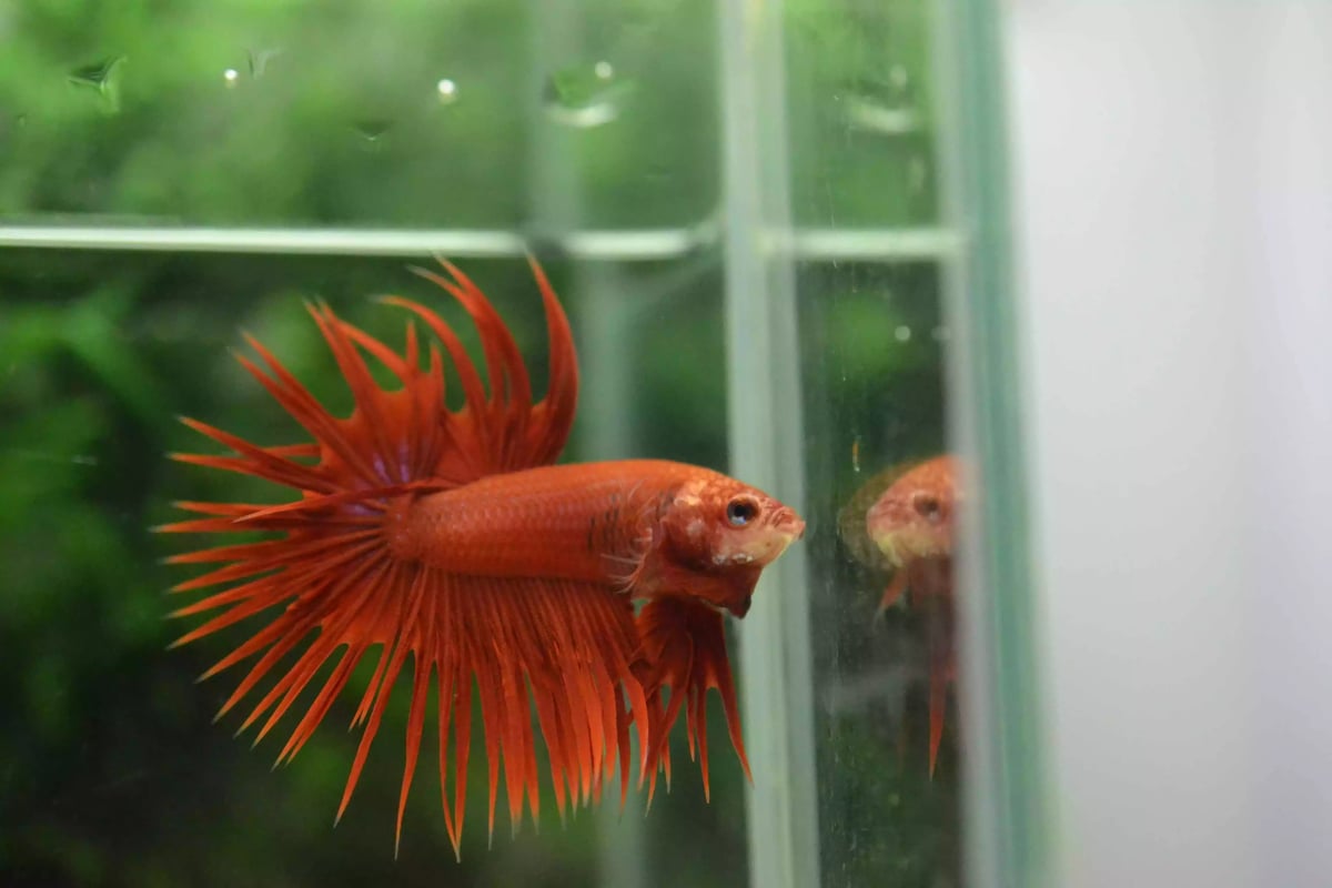 Ikan Cupang Crowntail Red