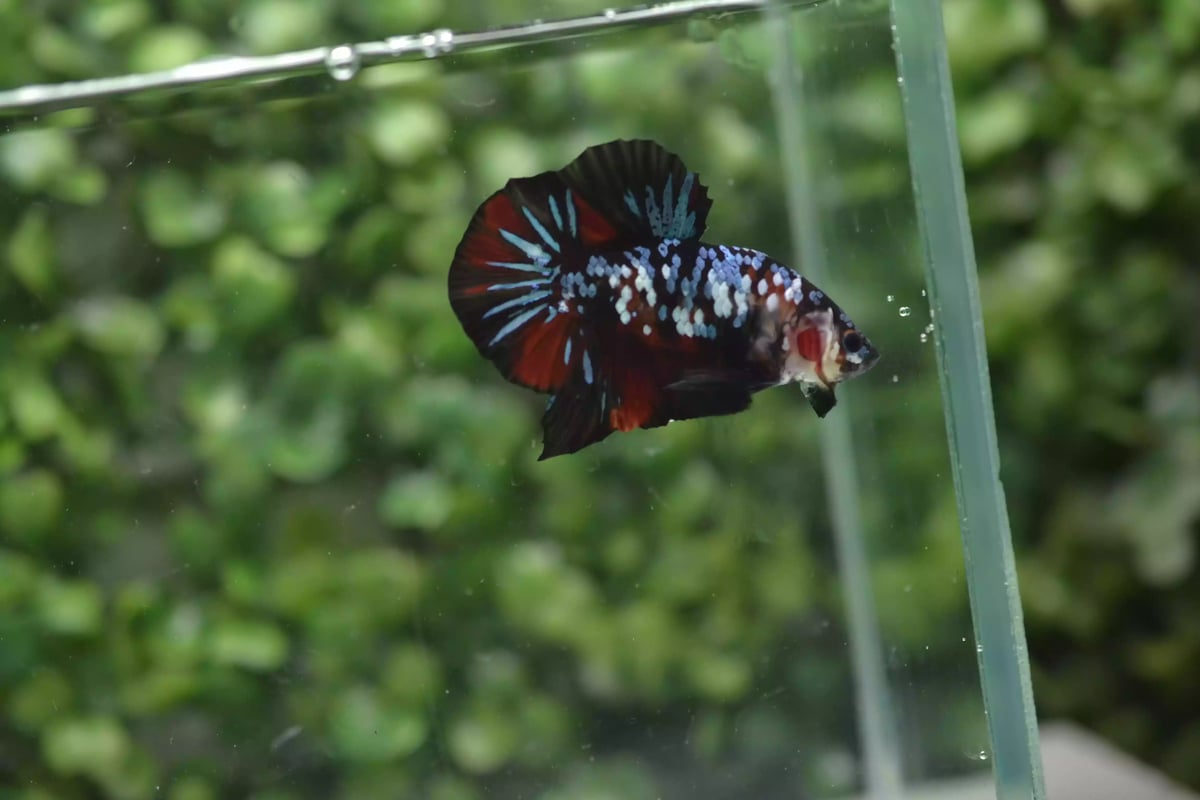 Ikan Cupang Plakat Avatar