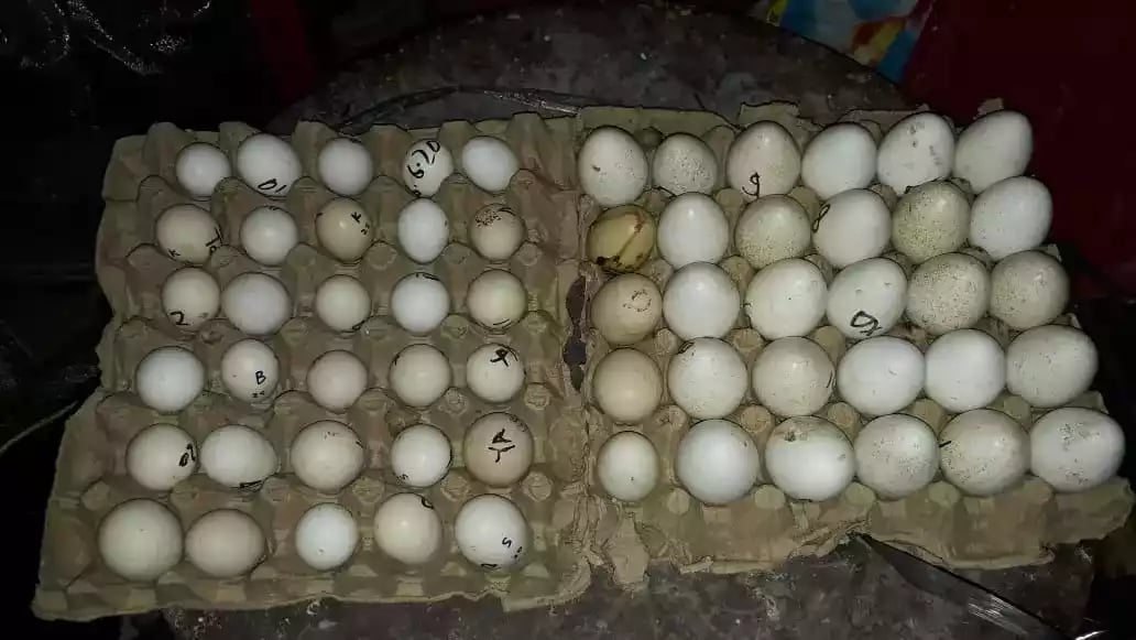 Telur Kalkun Black Spanish