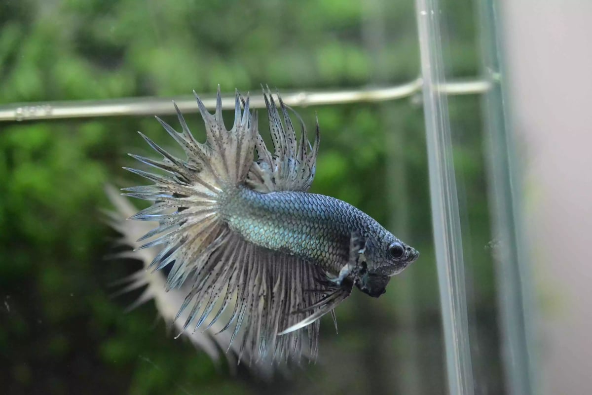 Ikan Cupang Crowntail Copper