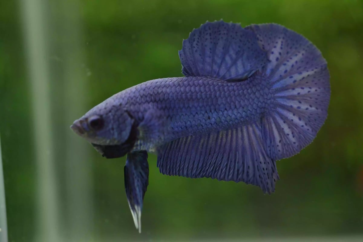 Ikan Cupang Plakat Blue