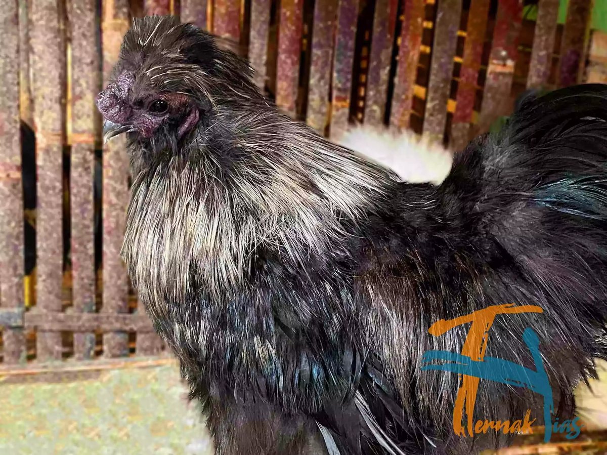 Ayam American Silkie