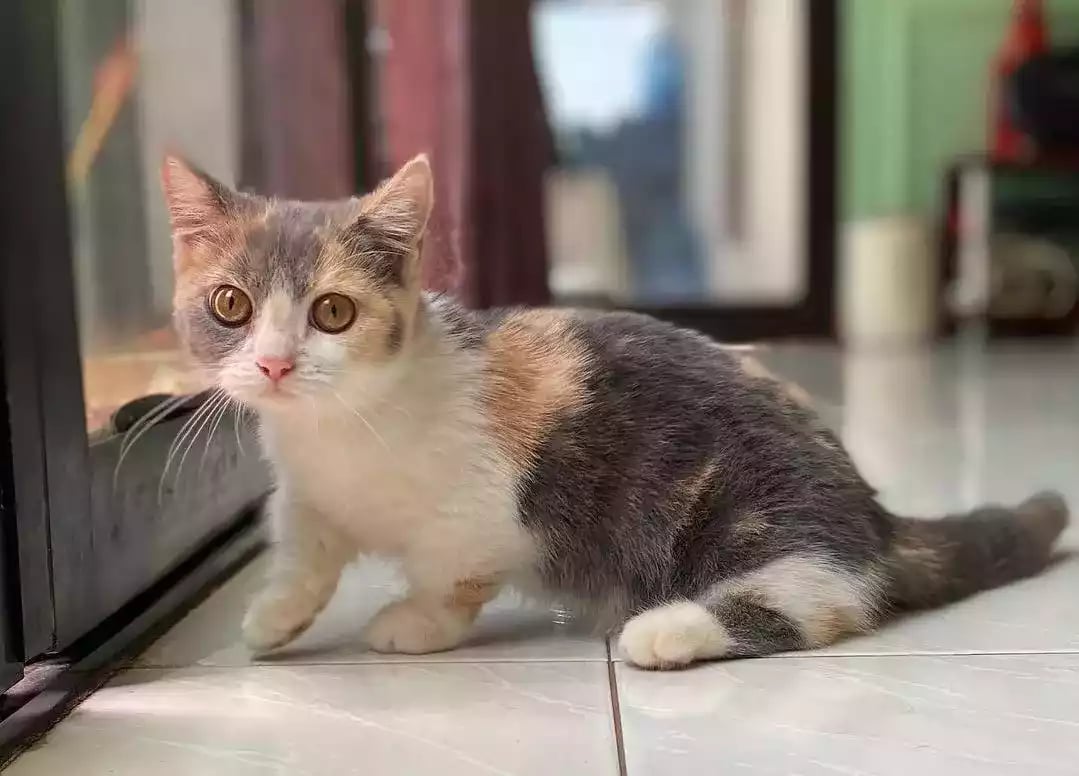 Kucing Munchkin Short Hair