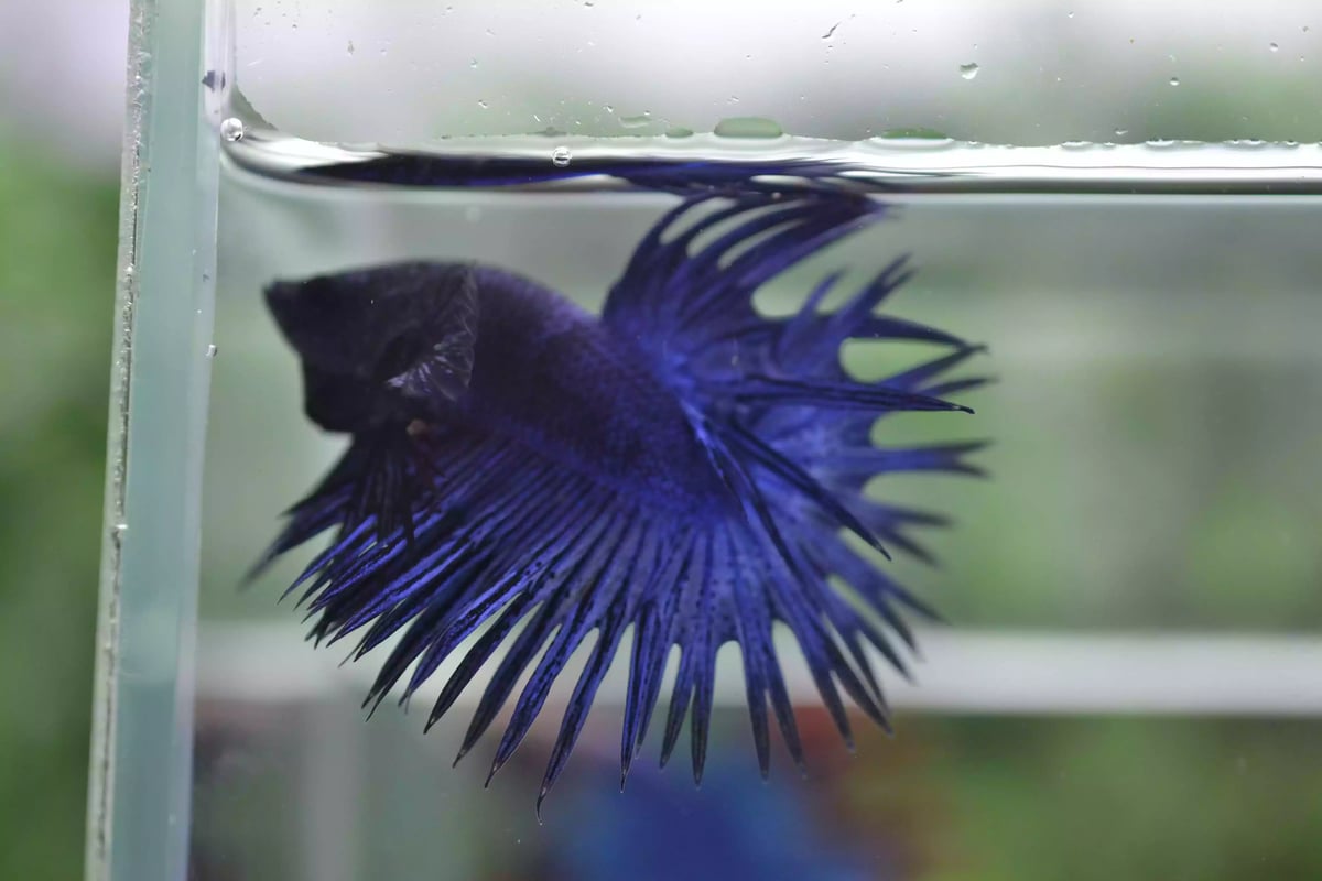 Ikan Cupang Crowntail Blue