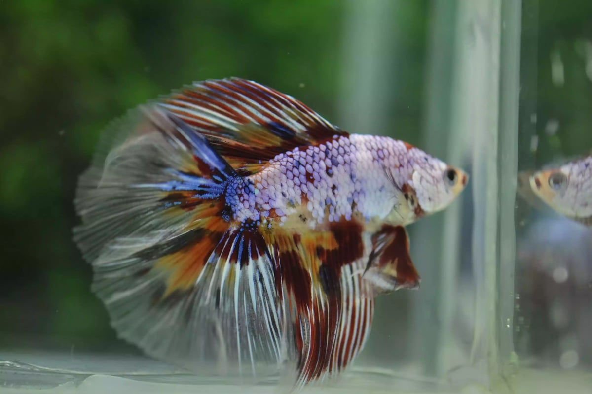Ikan Cupang Halfmoon Double Tail Emerald