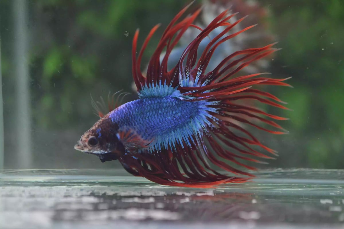 Ikan Cupang Crowntail Maskot