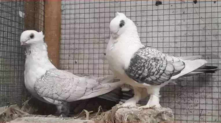 Burung Merpati Sattinet