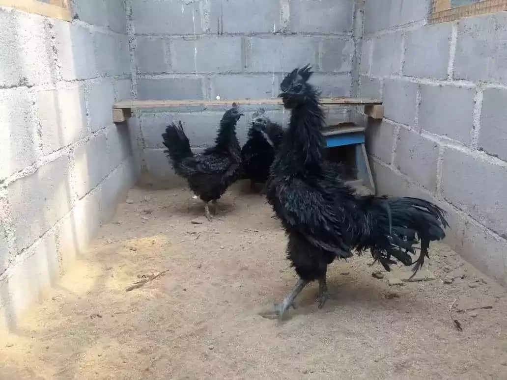 Ayam Cemani Walik