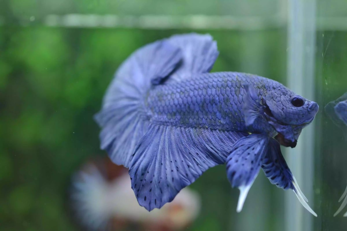 Ikan Cupang Halfmoon PK Blue