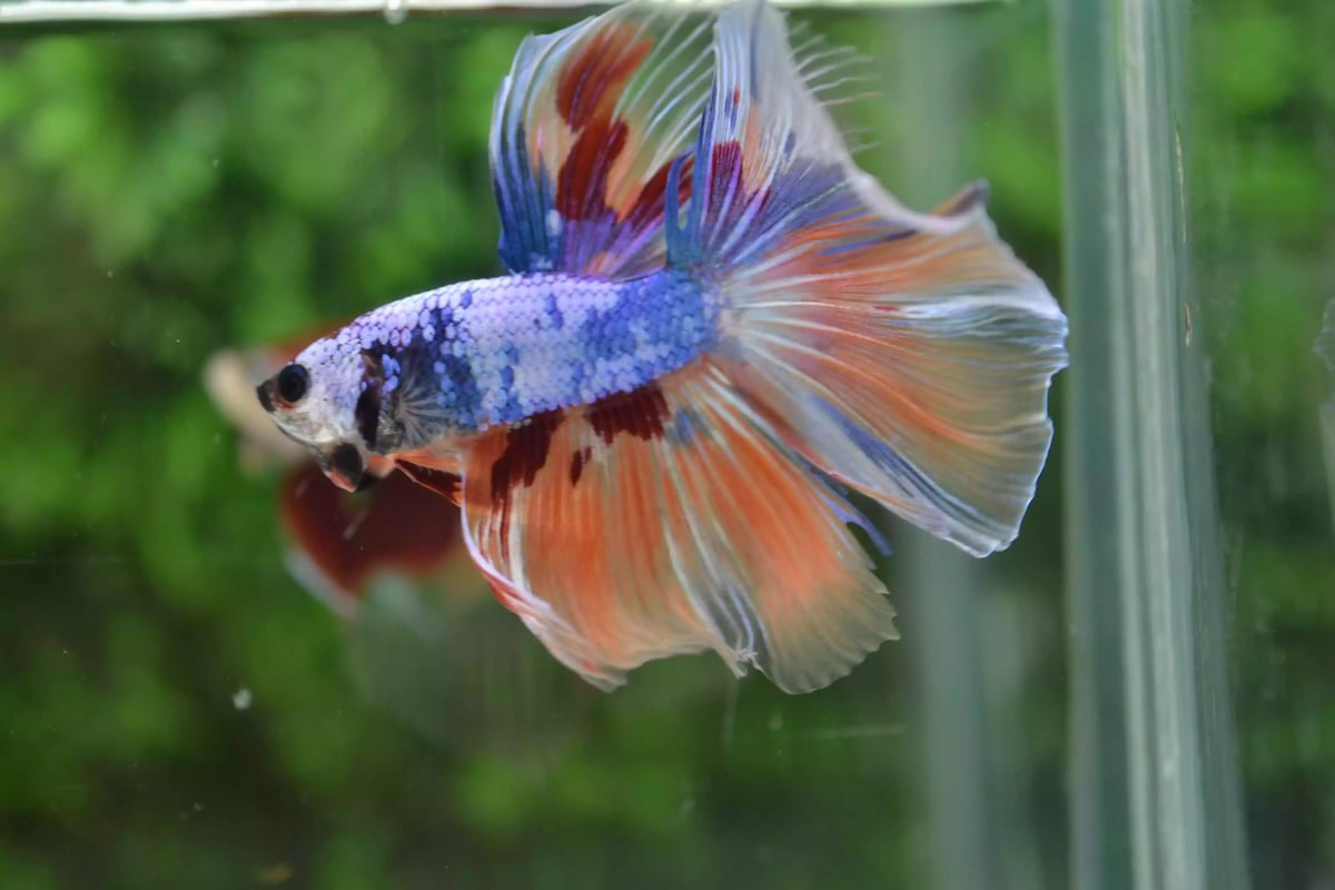 Ikan Cupang Halfmoon Fancy Nemo