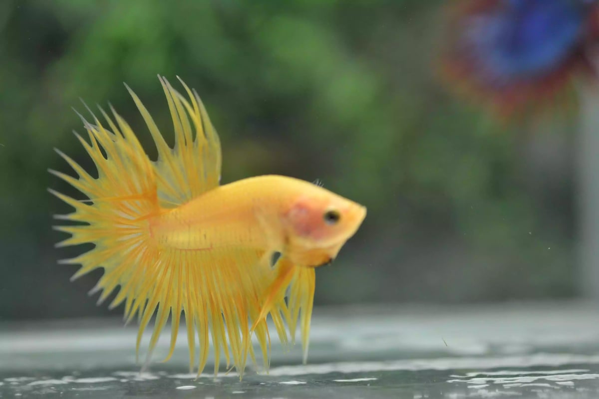 Ikan Cupang Crowntail Yellow