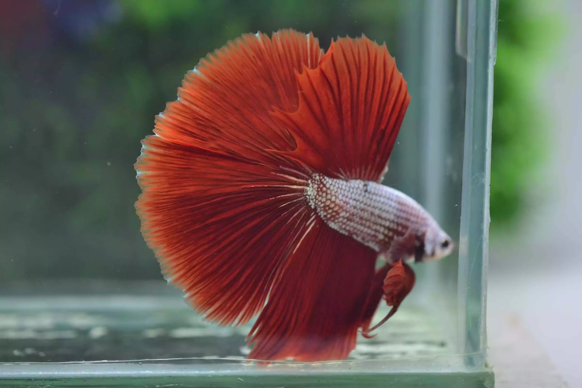 Ikan Cupang Halfmoon Red Copper