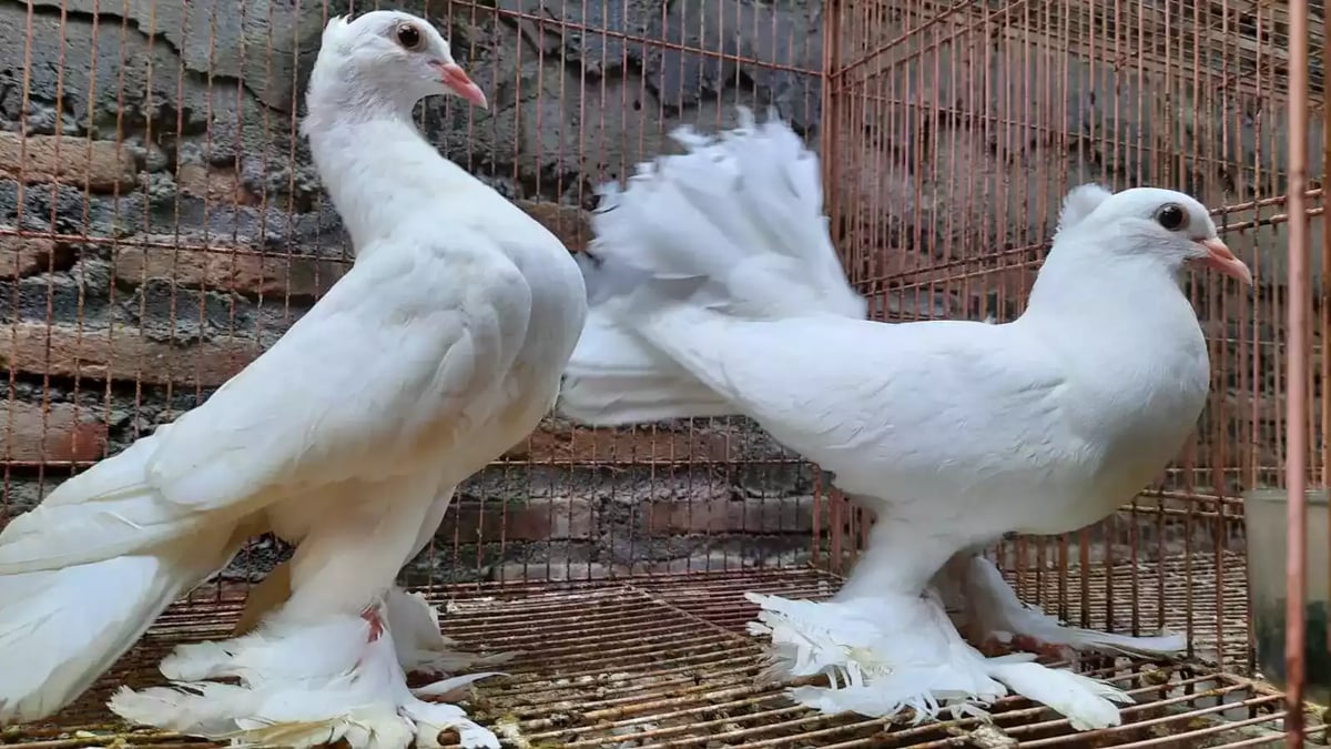 Burung Merpati Kipas