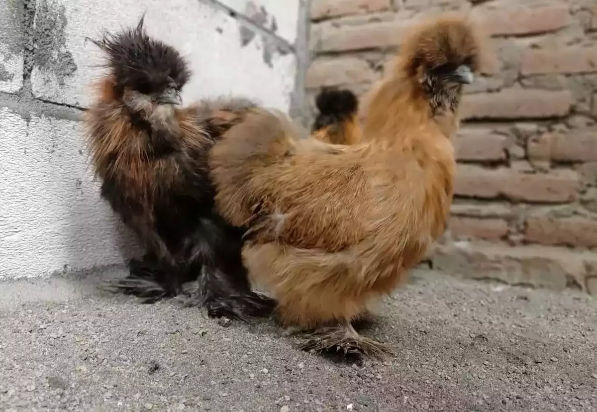 Ayam American Silkie