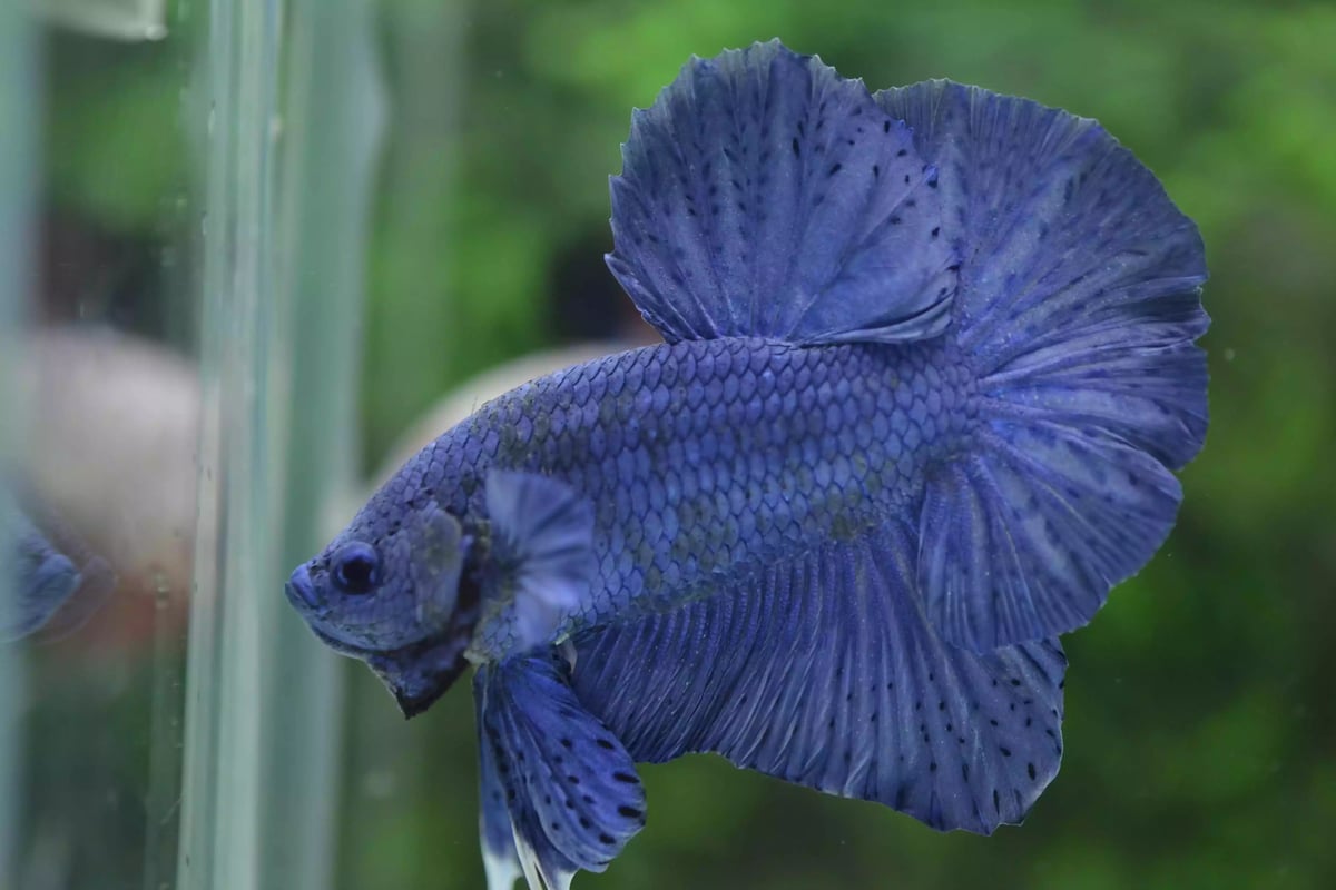 Ikan Cupang Halfmoon PK Blue