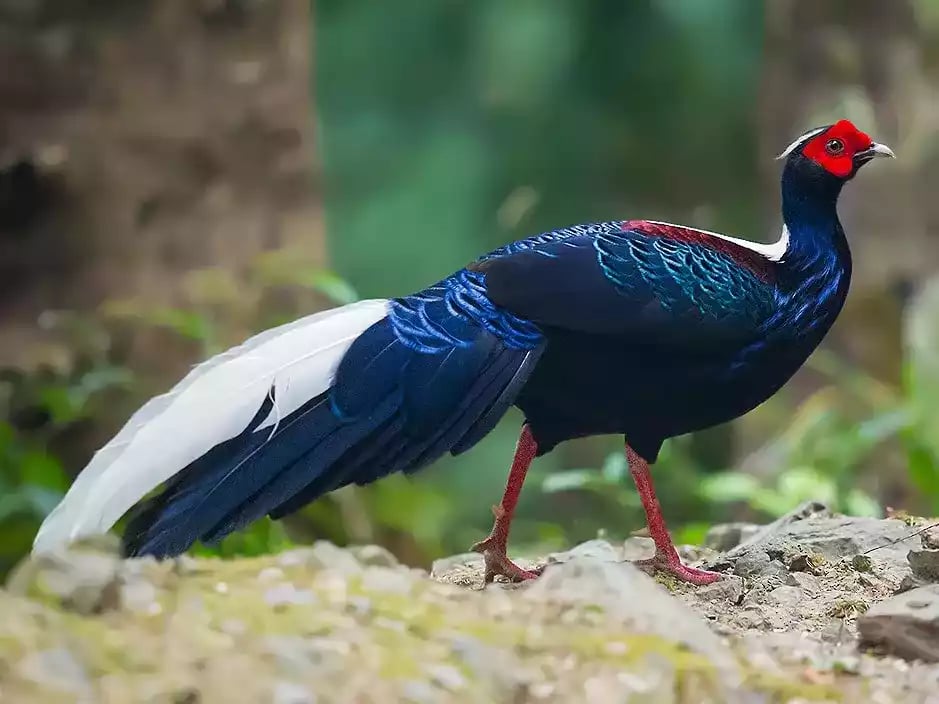 Swinhoes Pheasant