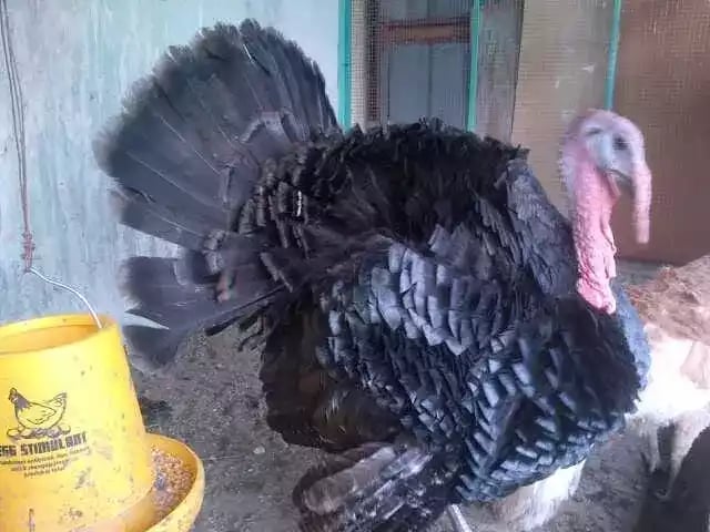 Kalkun Black Spanish