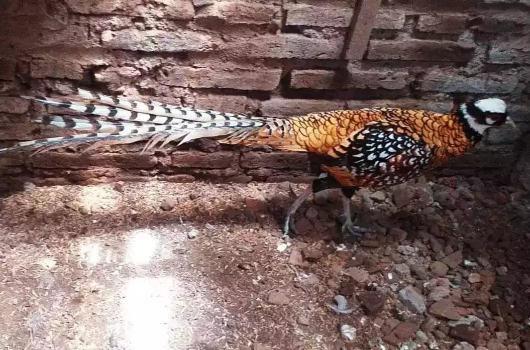 Reeves Pheasant