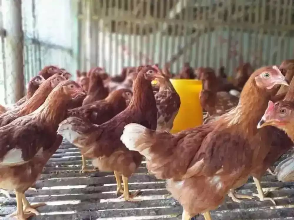 Pullet Ayam Petelur