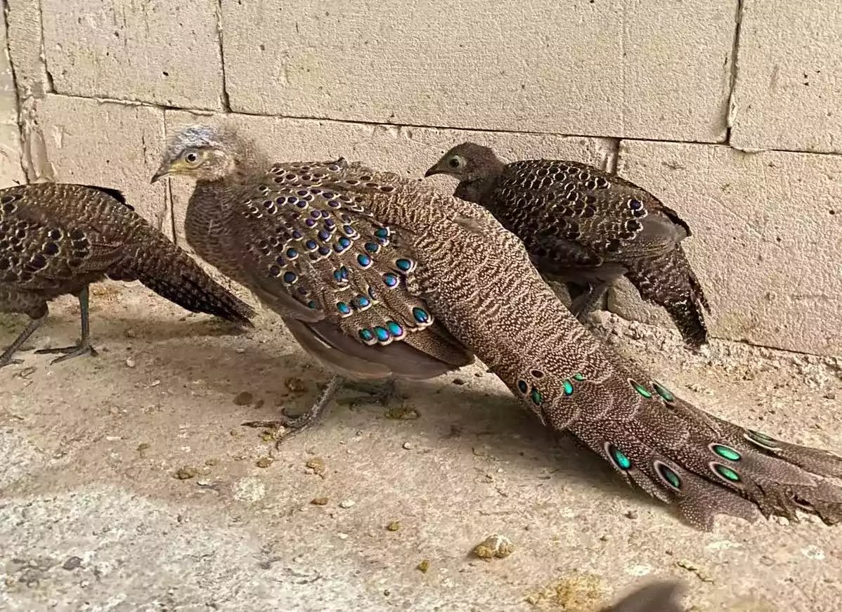 Grey Peacock Pheasant