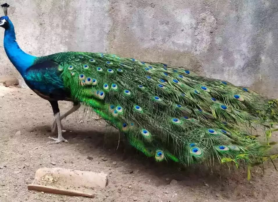 Burung Merak Blackshoulder Biru