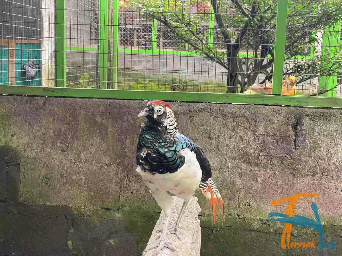 Lady Amherst's Pheasant