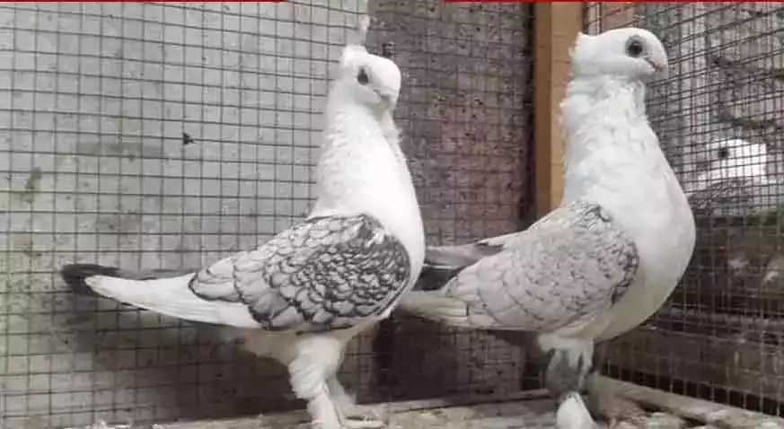 Burung Merpati Sattinet