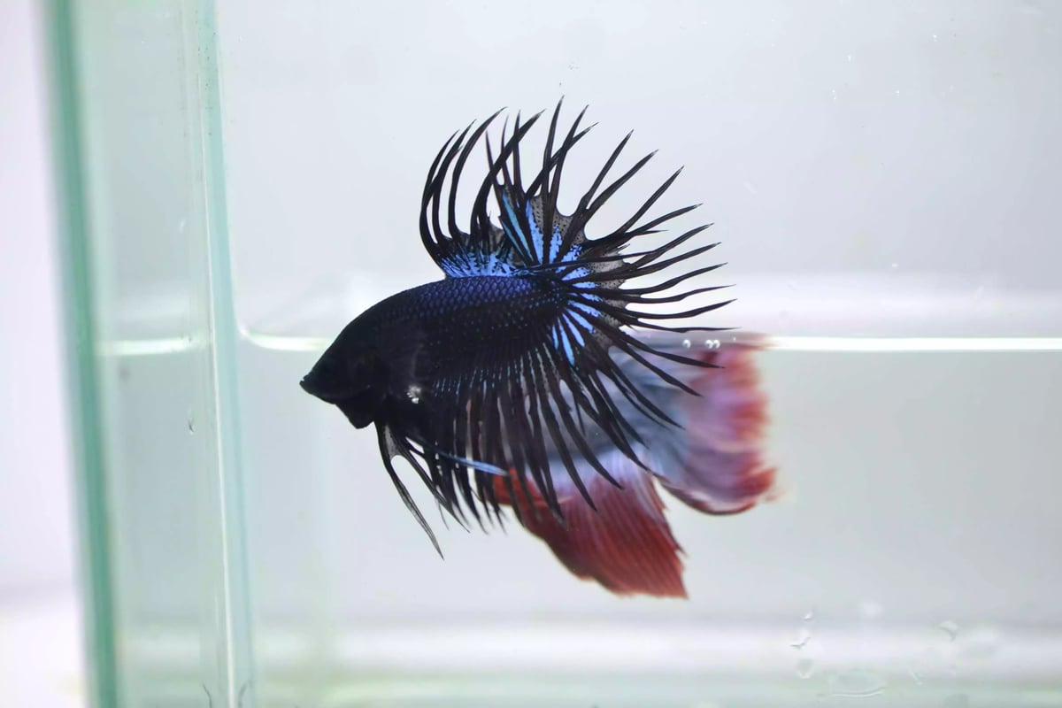Ikan Cupang Crowntail Serit Black Orchid