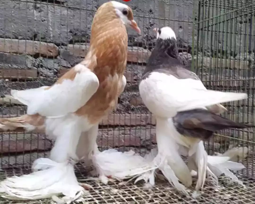 Burung Merpati Gondok