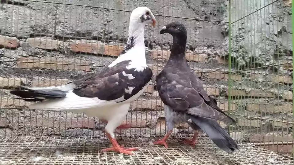 Burung Merpati English Carrier