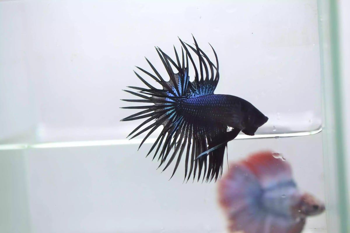 Ikan Cupang Crowntail Serit Black Orchid