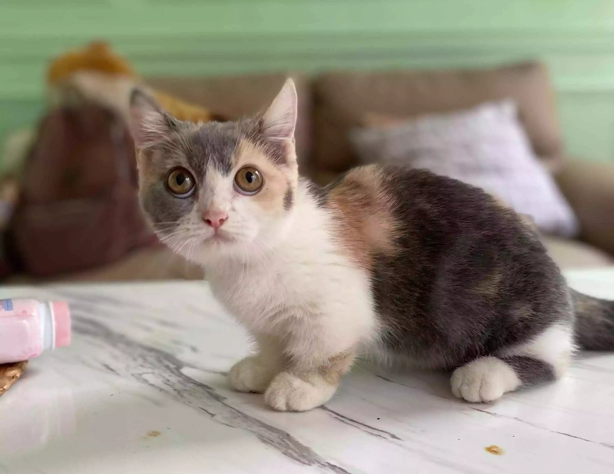 Kucing Munchkin Short Hair