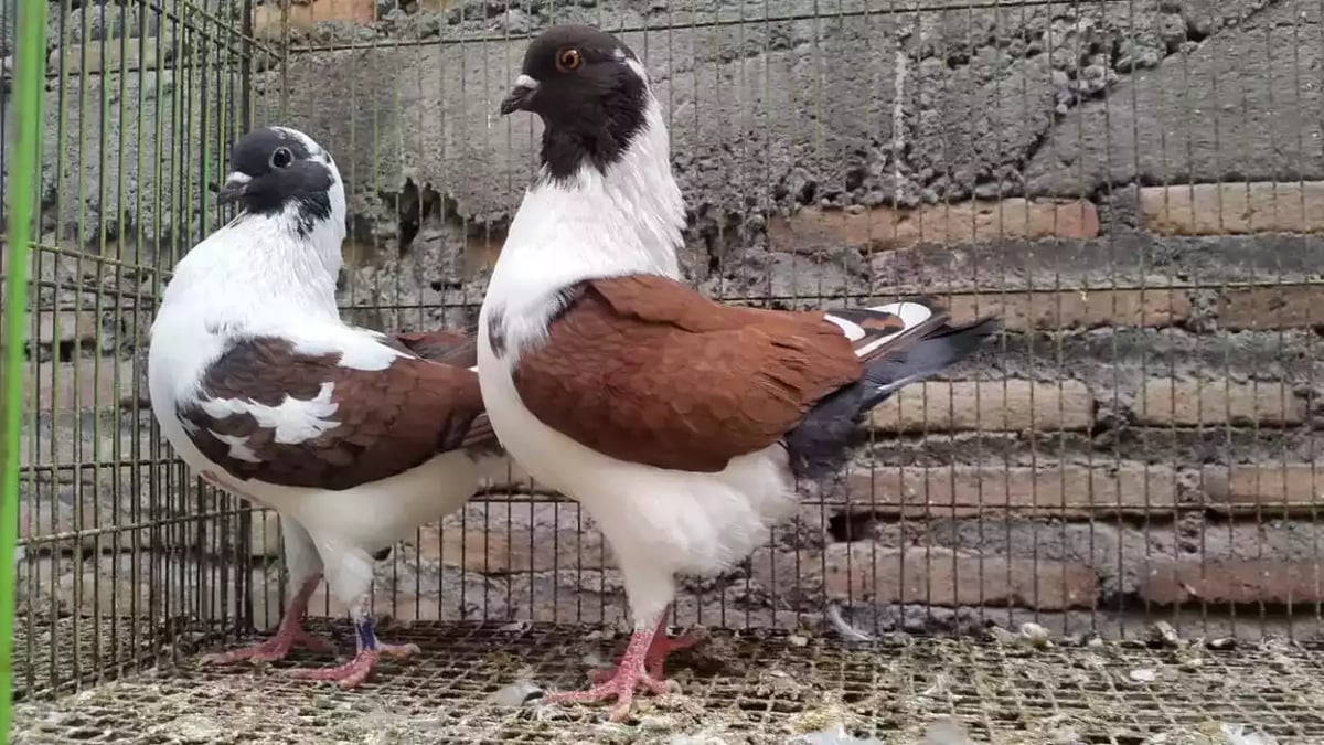Burung Merpati Modena