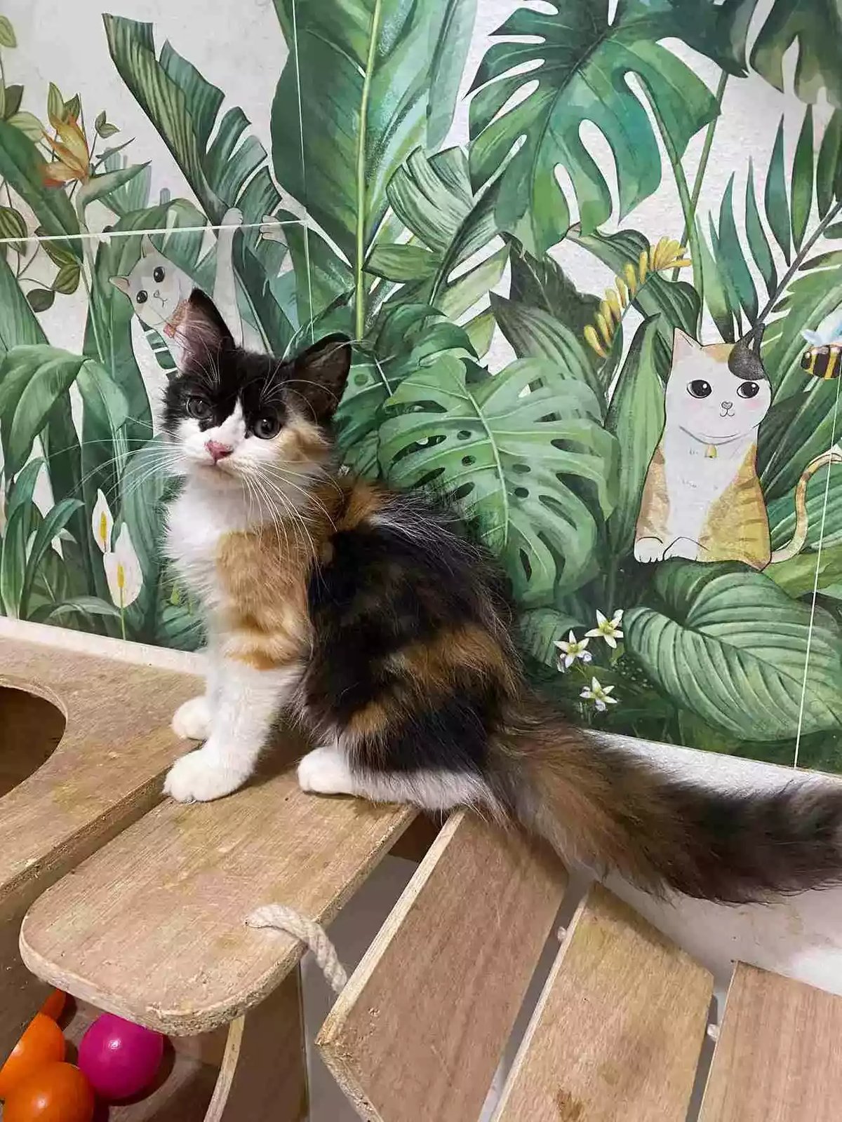 Kucing Persia Calico Bulu Lebat Aktif Lucu
