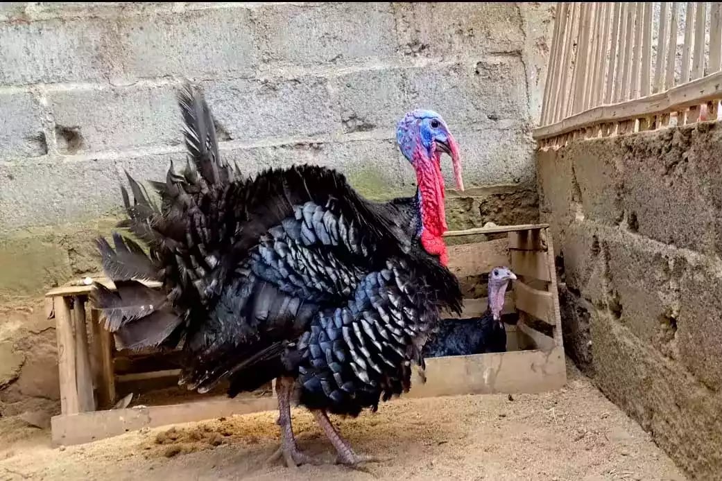 Kalkun Black Spanish