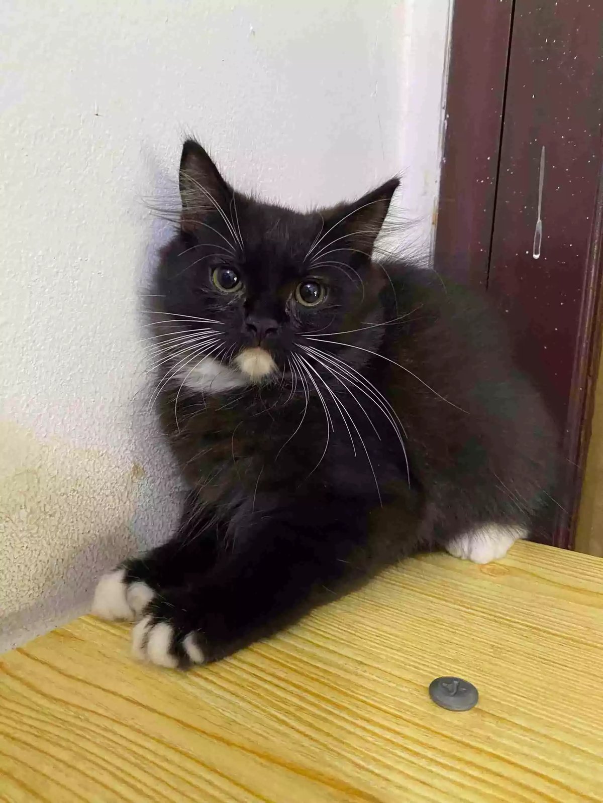 Kucing Persia Hitam Putih Bulu Lebat Aktif