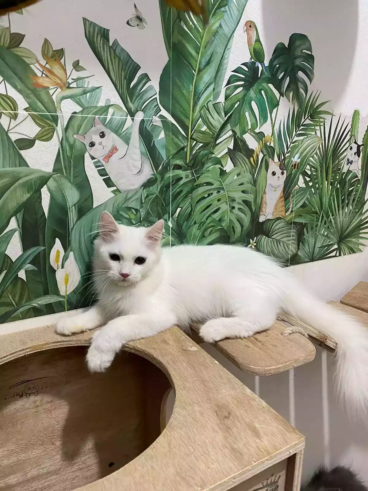 Kucing Persia Putih Bersih Bulu Lebat Aktif